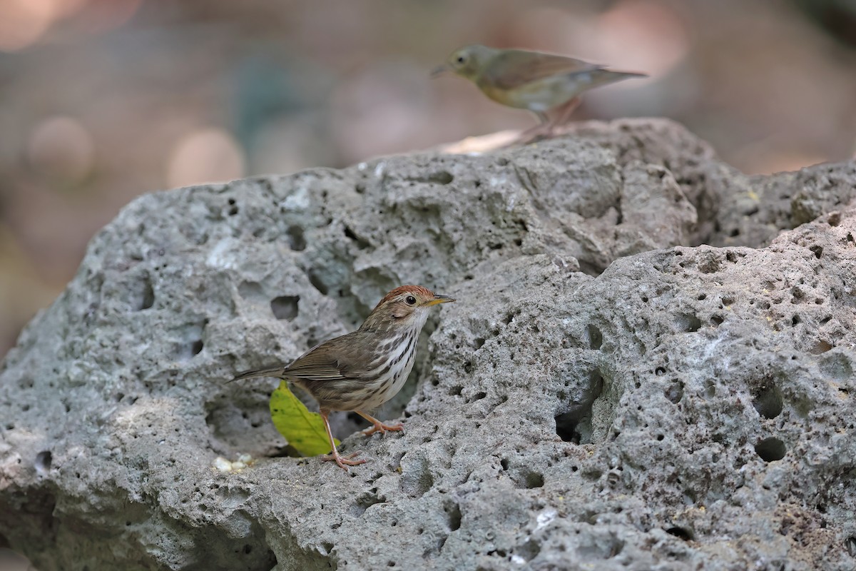 Puff-throated Babbler - ML642418806
