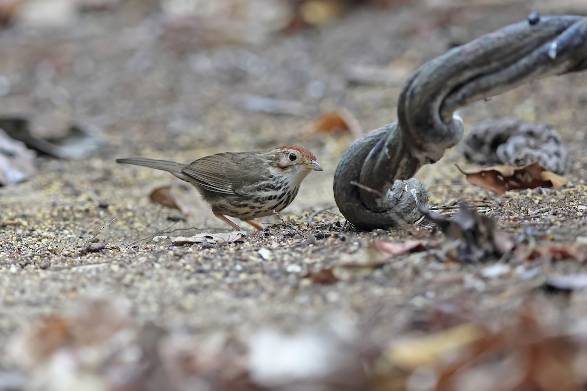 Puff-throated Babbler - ML642418809