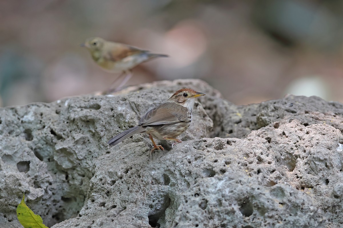 Puff-throated Babbler - ML642418810