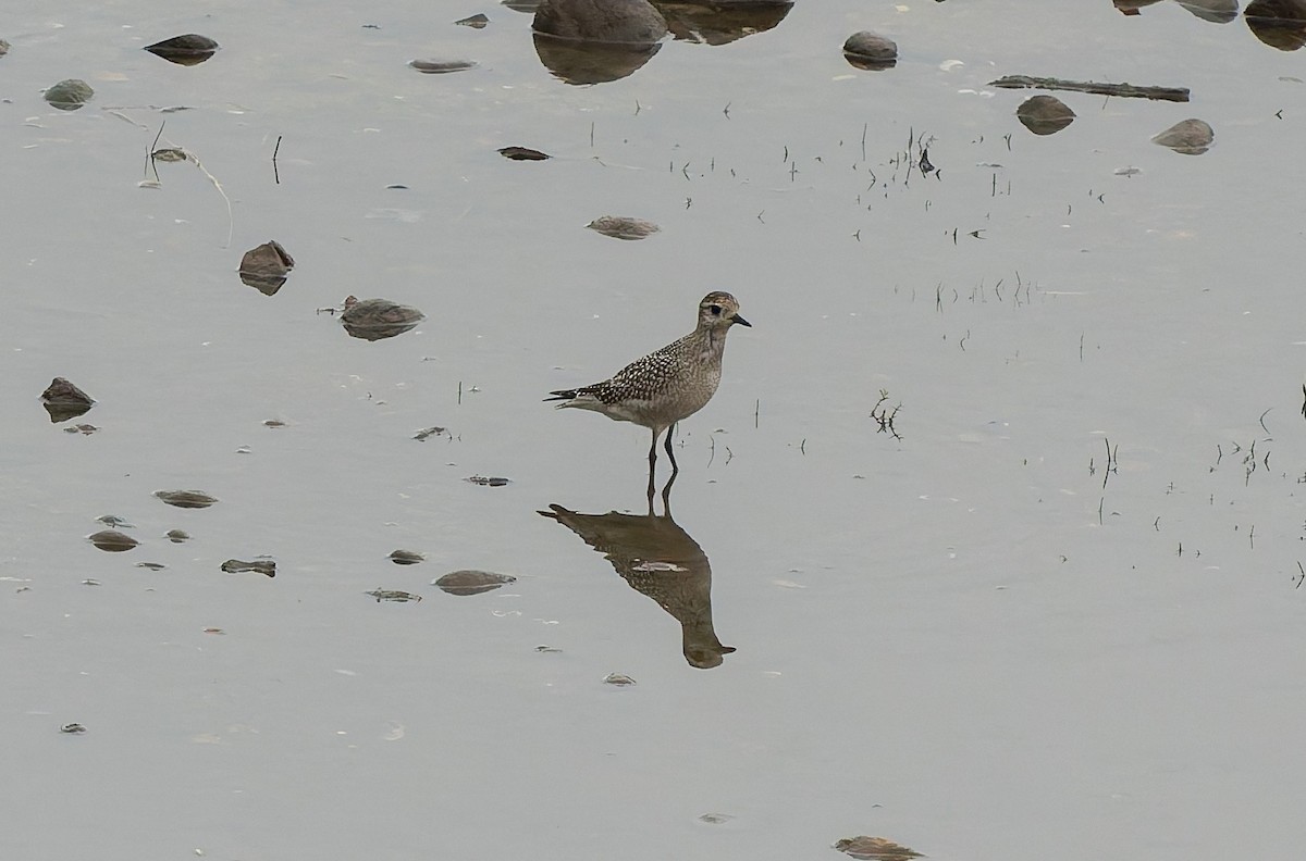 American Golden-Plover - ML642418811
