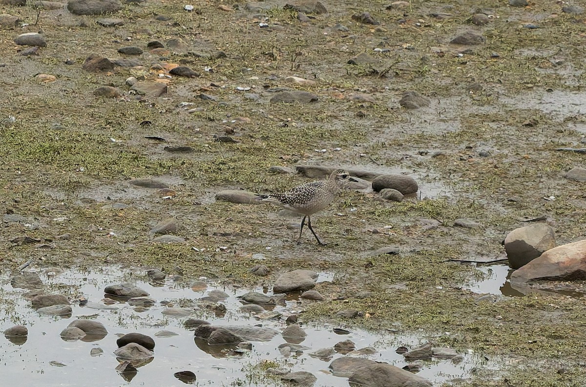 American Golden-Plover - ML642418819