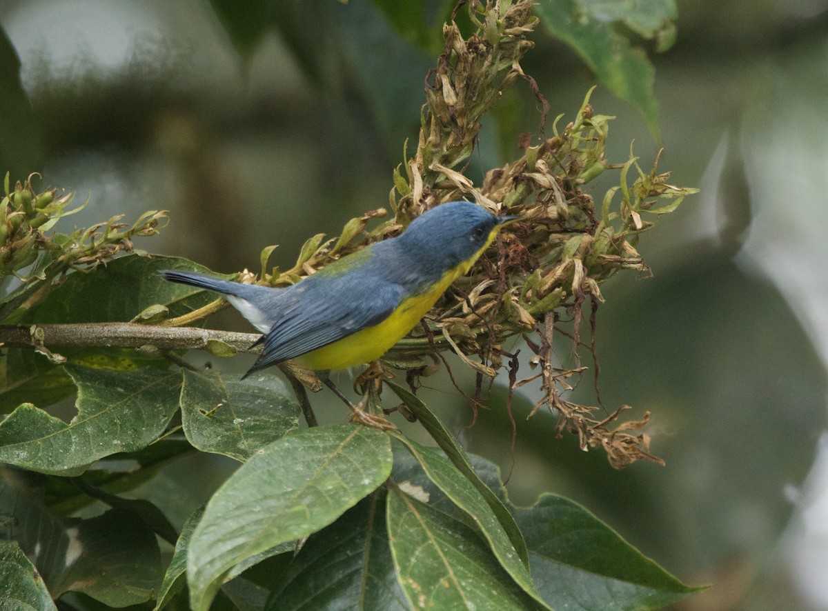 Tropikal Parula - ML642418827