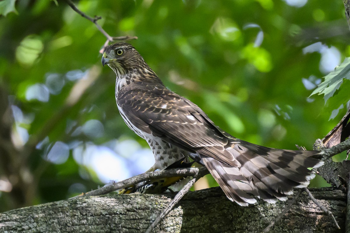 Cooper's Hawk - ML642418843