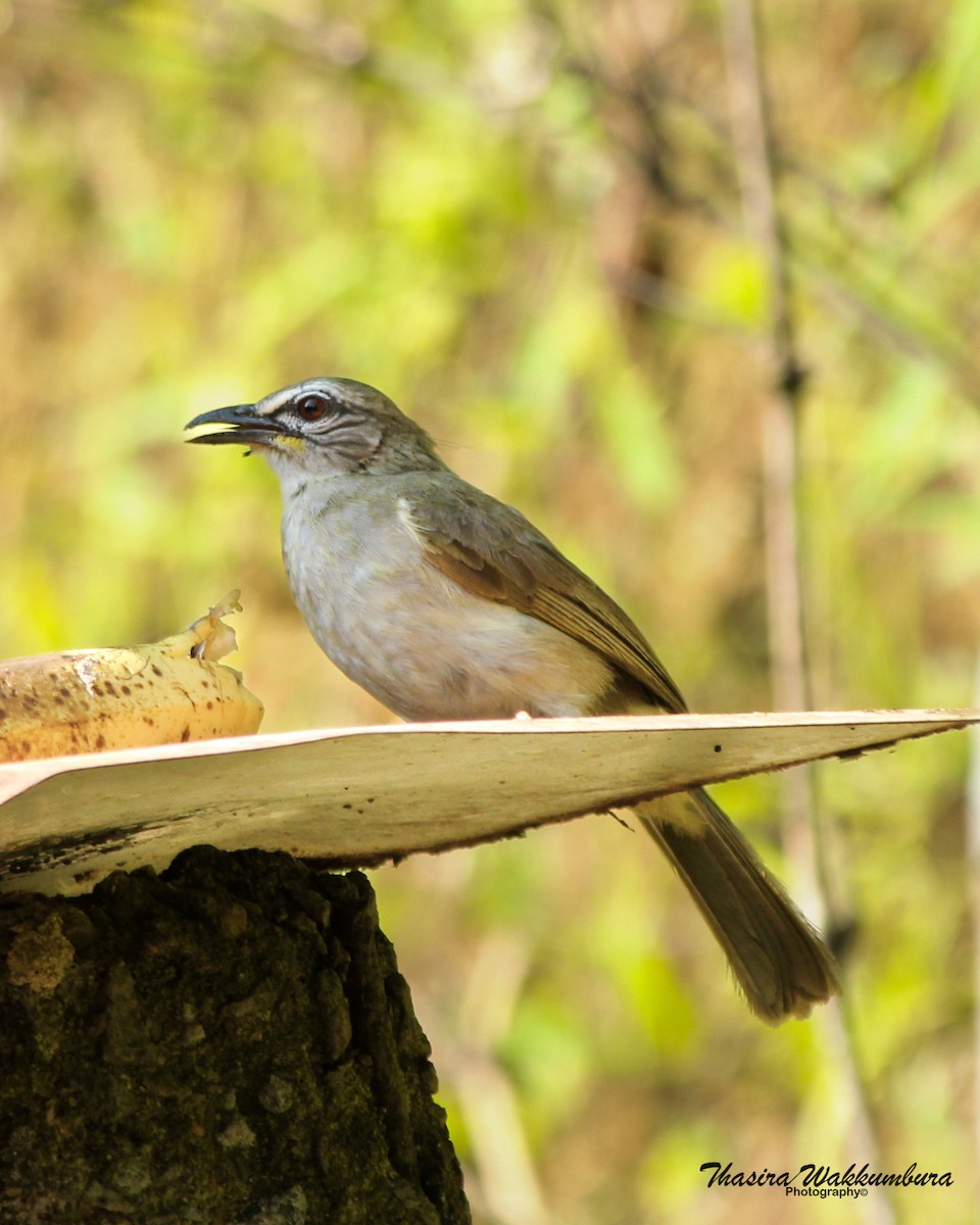Bulbul à sourcils blancs - ML642418862