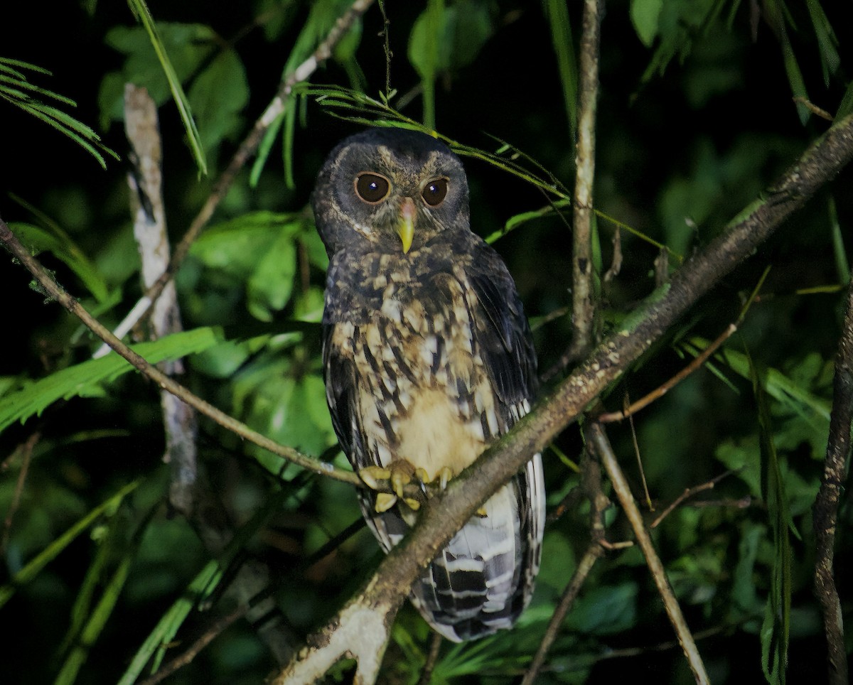 Mottled Owl - ML642418874