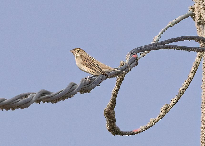 Dickcissel - ML642418880
