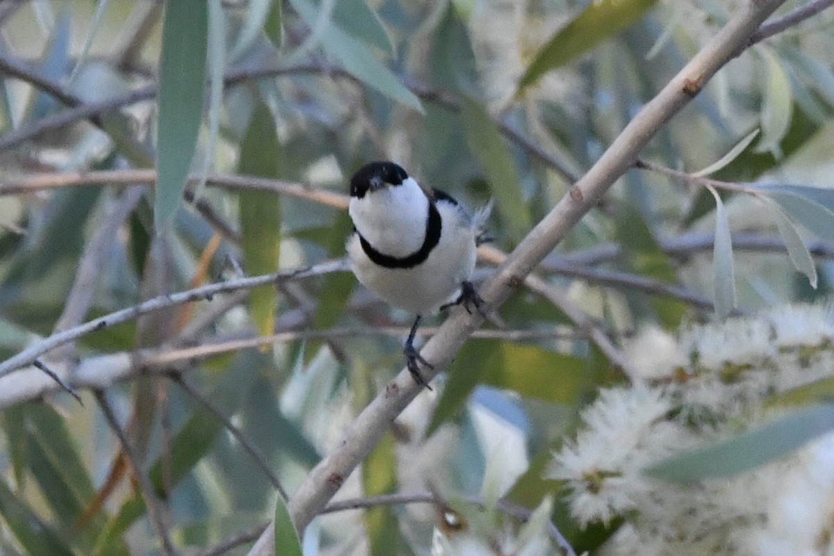 Banded Honeyeater - ML642418898