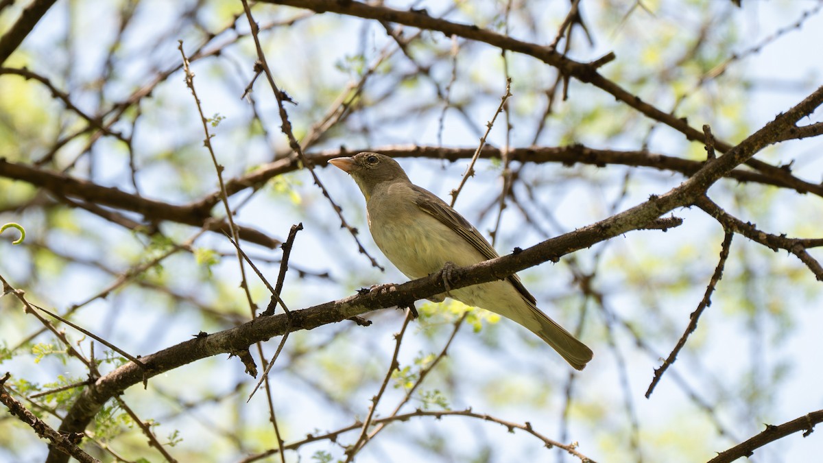 Yellow-spotted Bush Sparrow - ML642418912
