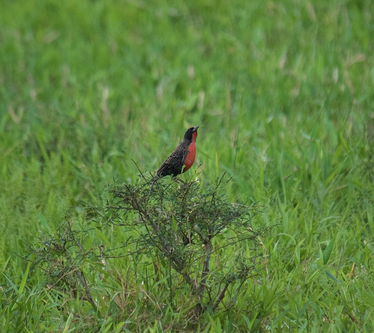 Red-breasted Meadowlark - ML642418913