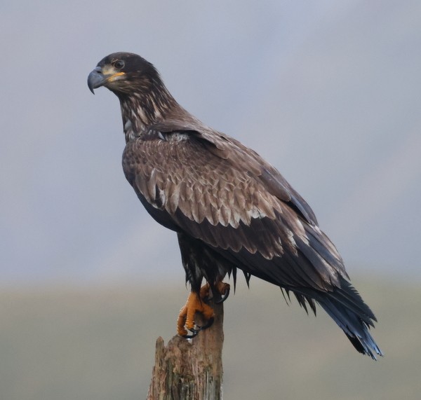Ak Başlı Kartal - ML642418957