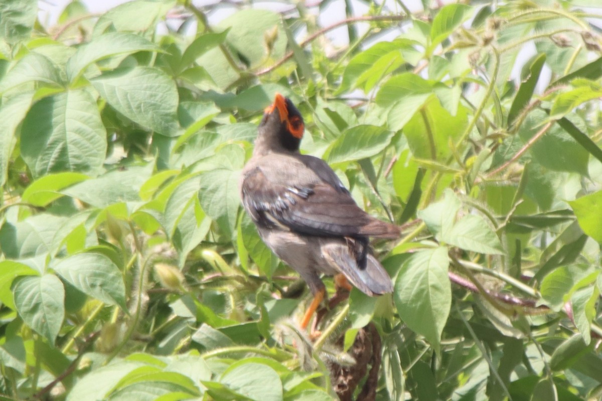 Bank Myna - ML642418982