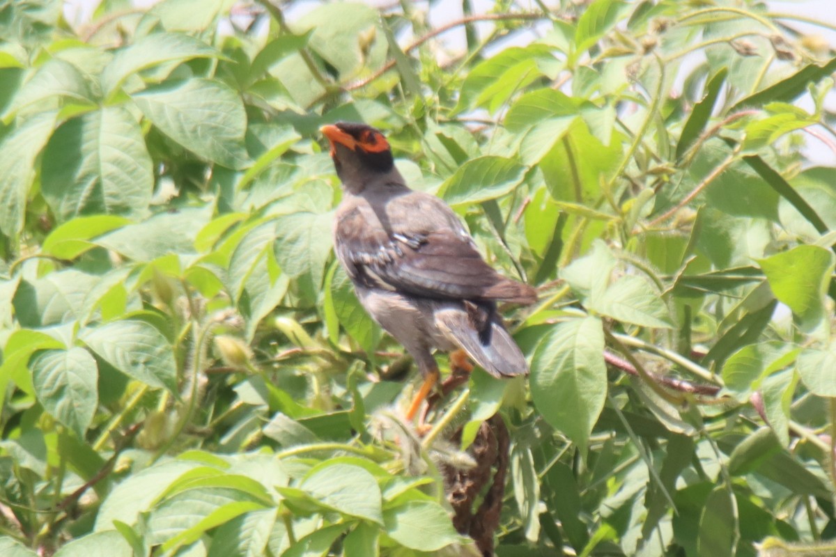 Bank Myna - ML642418983