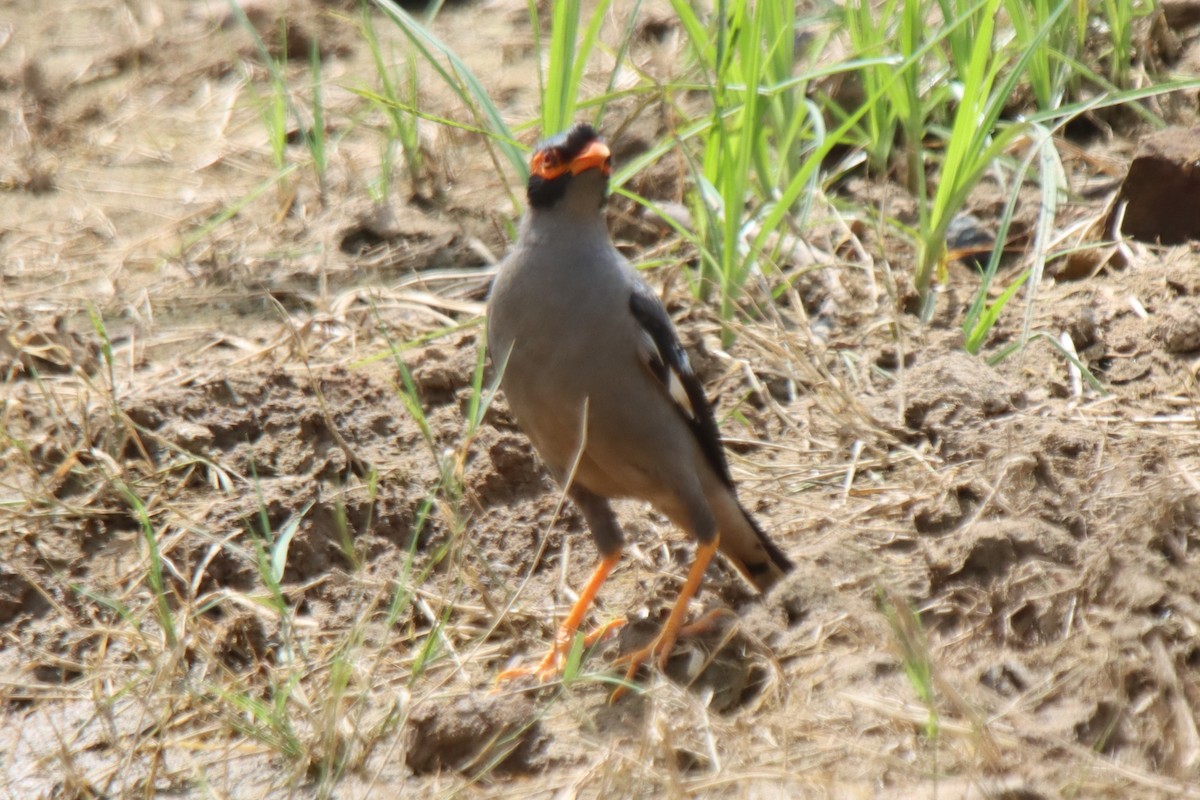 Bank Myna - ML642418984
