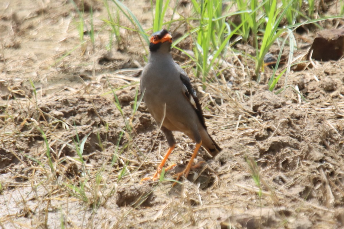Bank Myna - ML642418985