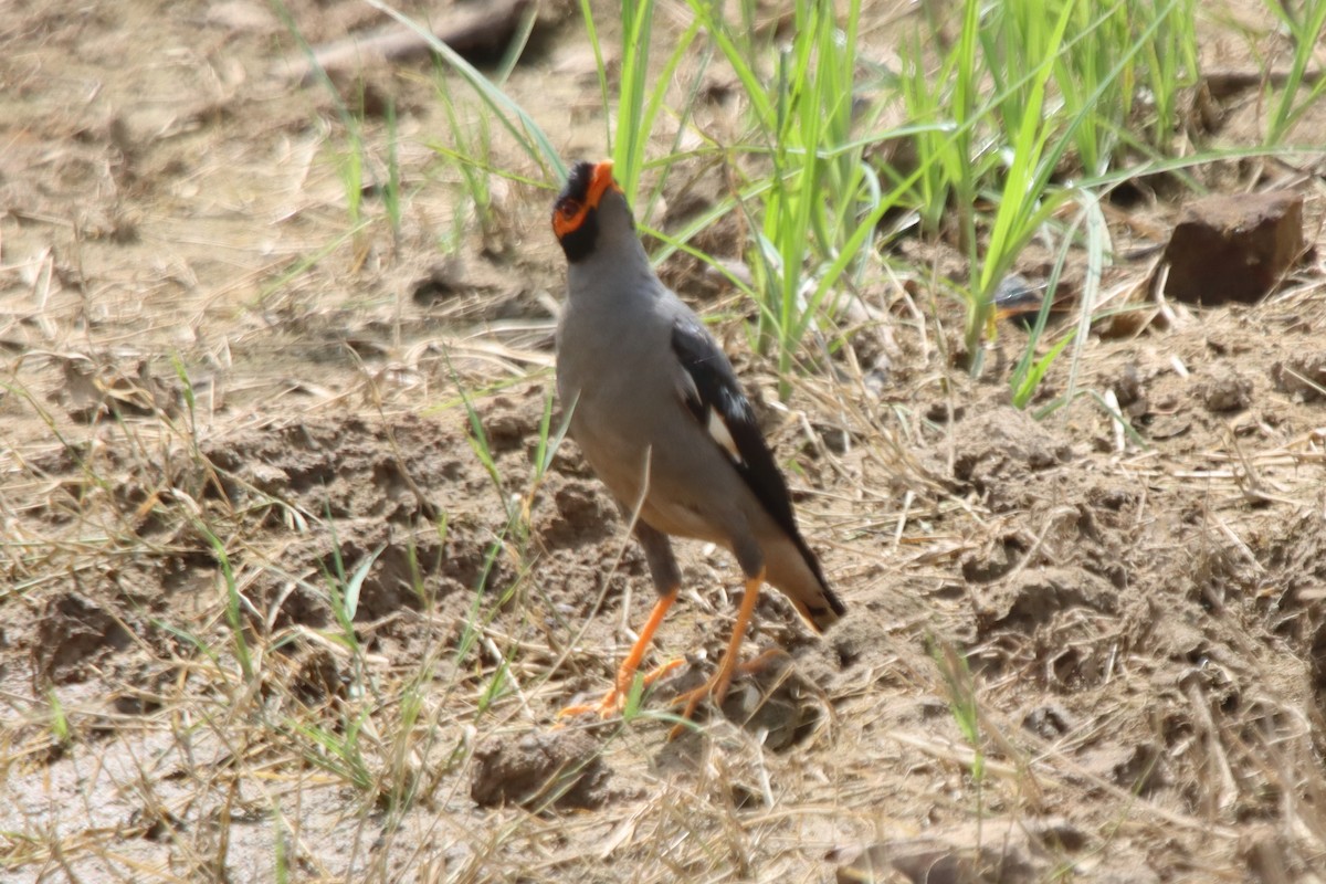 Bank Myna - ML642418986