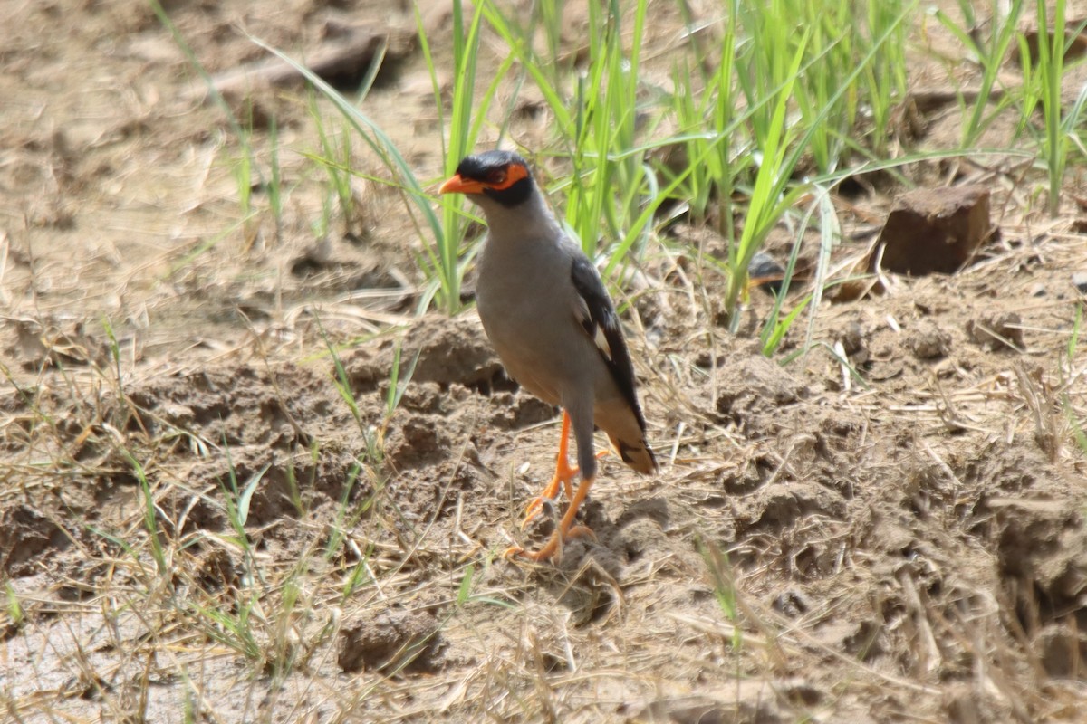 Bank Myna - ML642418987