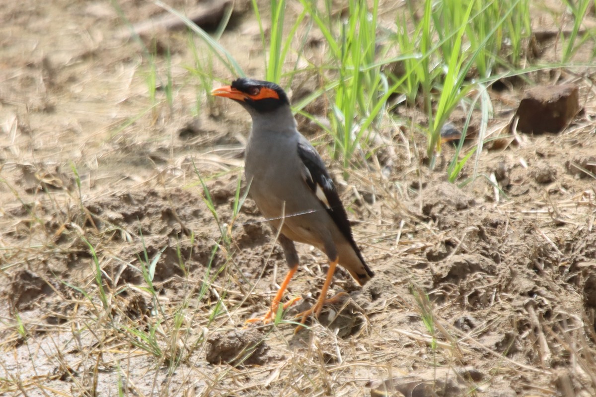 Bank Myna - ML642418988