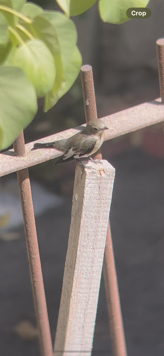 Collared Flycatcher - ML642418992