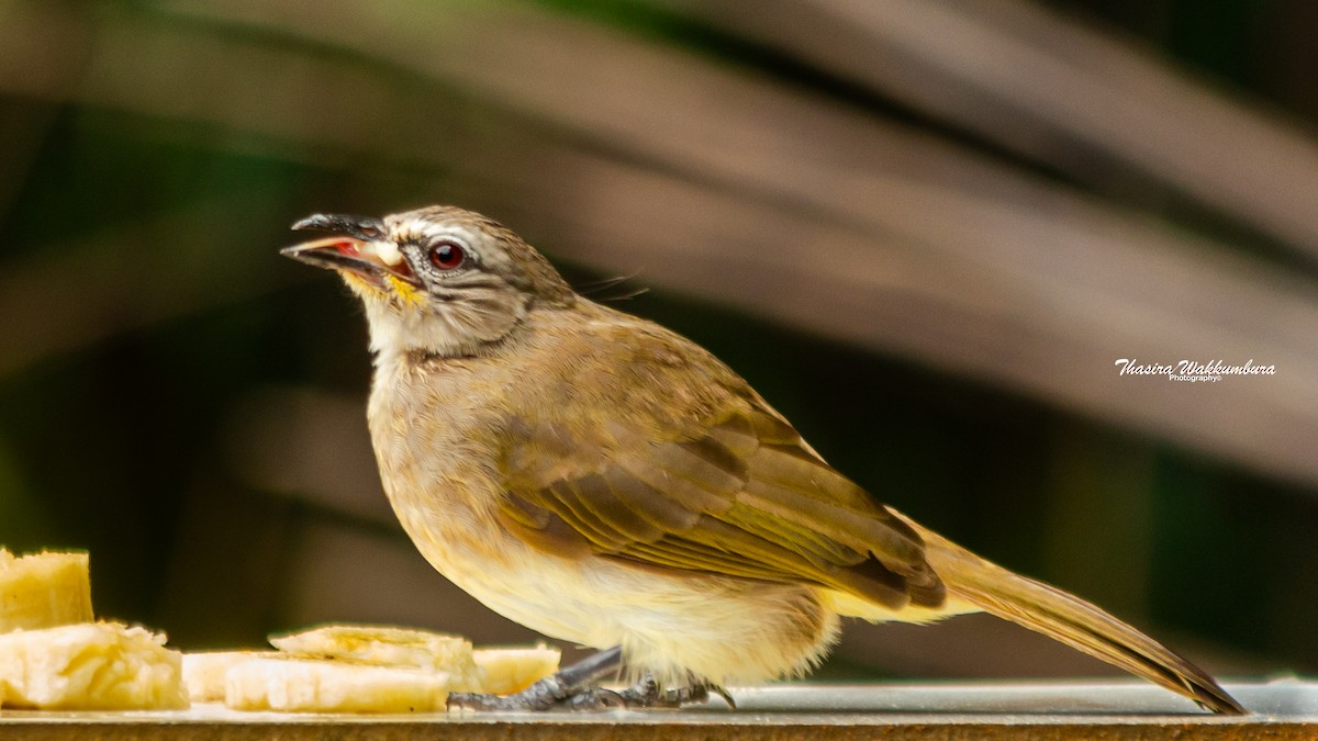 Bulbul à sourcils blancs - ML642418997
