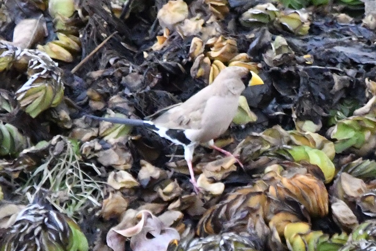 Masked Finch - ML642419004
