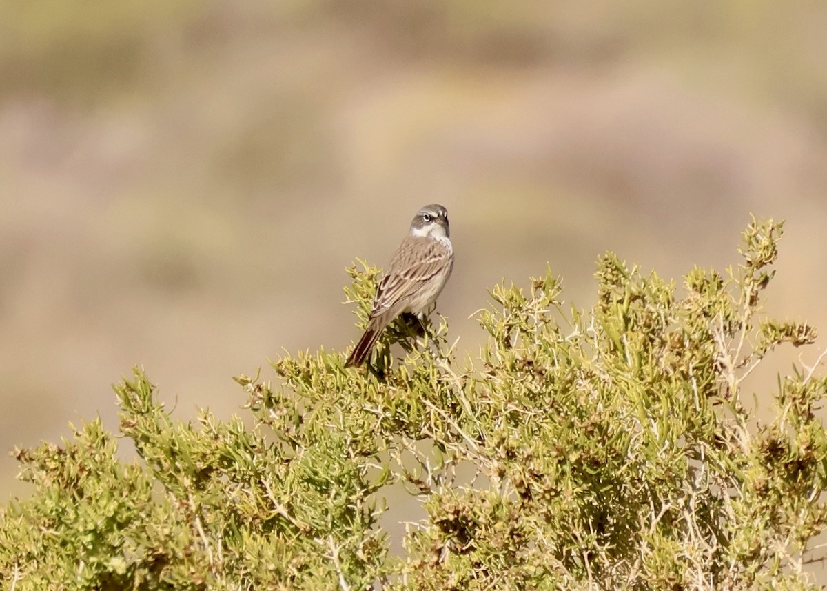 Sagebrush Sparrow - ML642419025