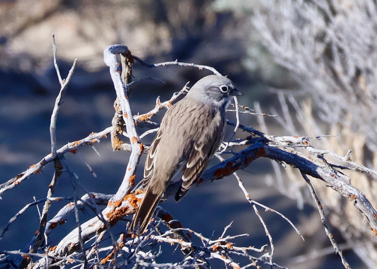 Sagebrush Sparrow - ML642419028