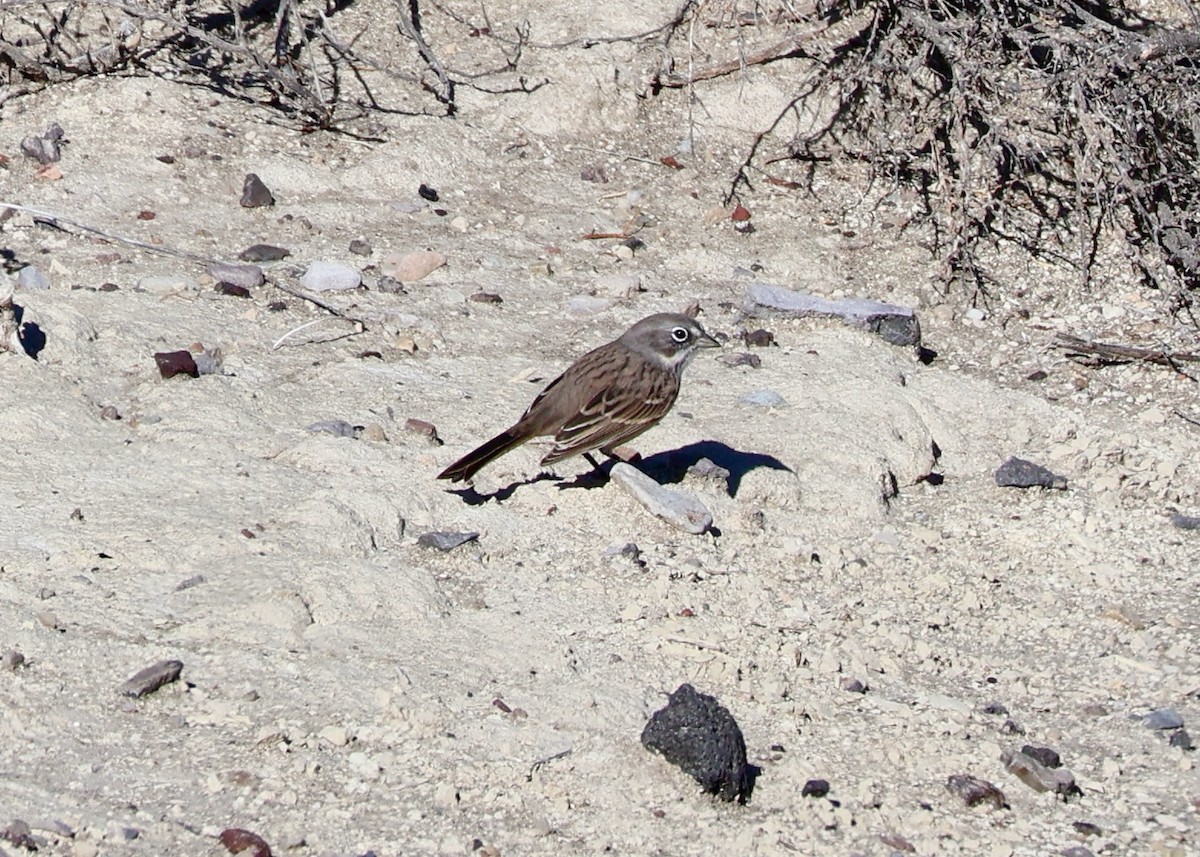 Sagebrush Sparrow - ML642419032