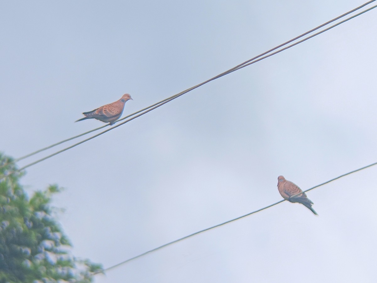 Oriental Turtle-Dove - ML642419113