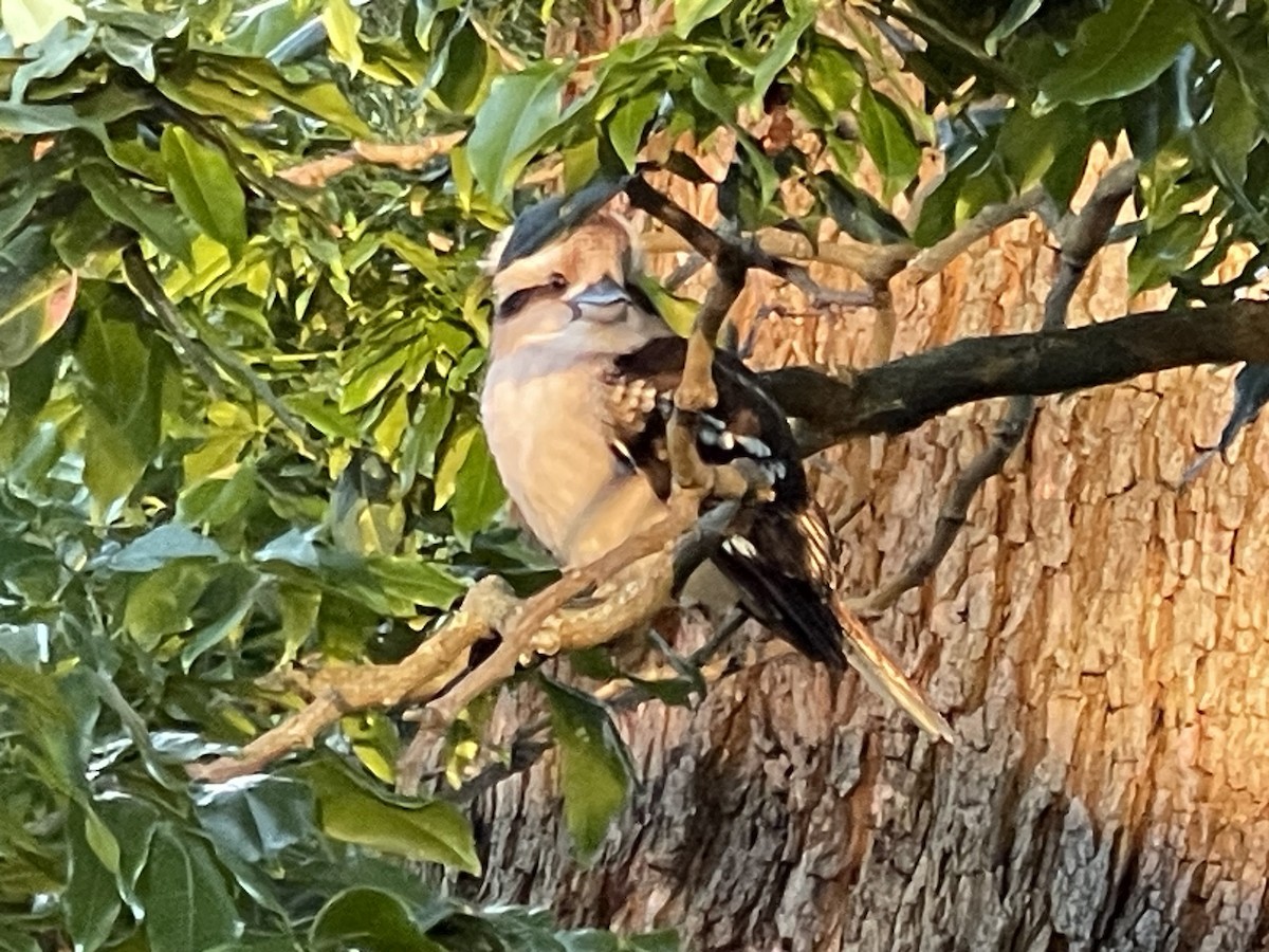 Laughing Kookaburra - ML642419141