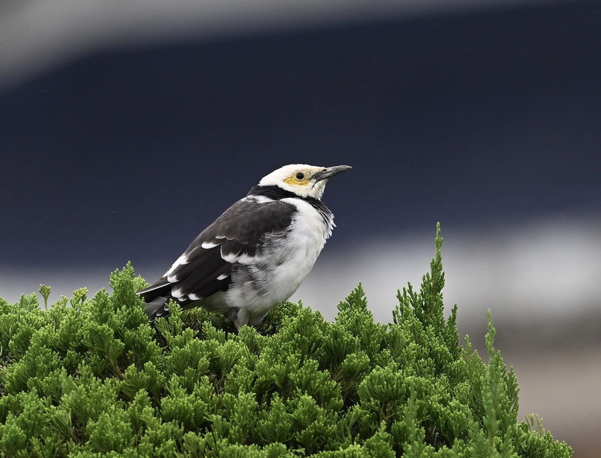 Black-collared Starling - ML642419142