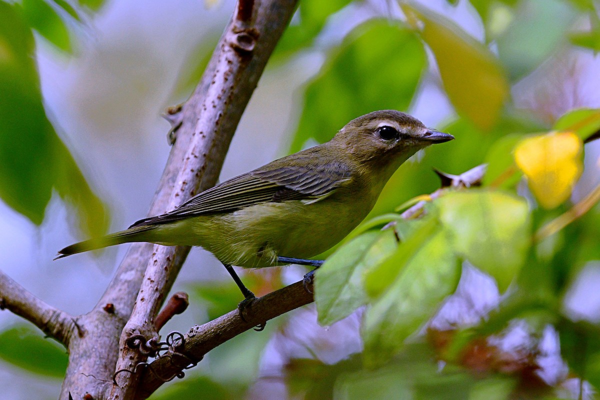Philadelphia Vireo - ML642419152