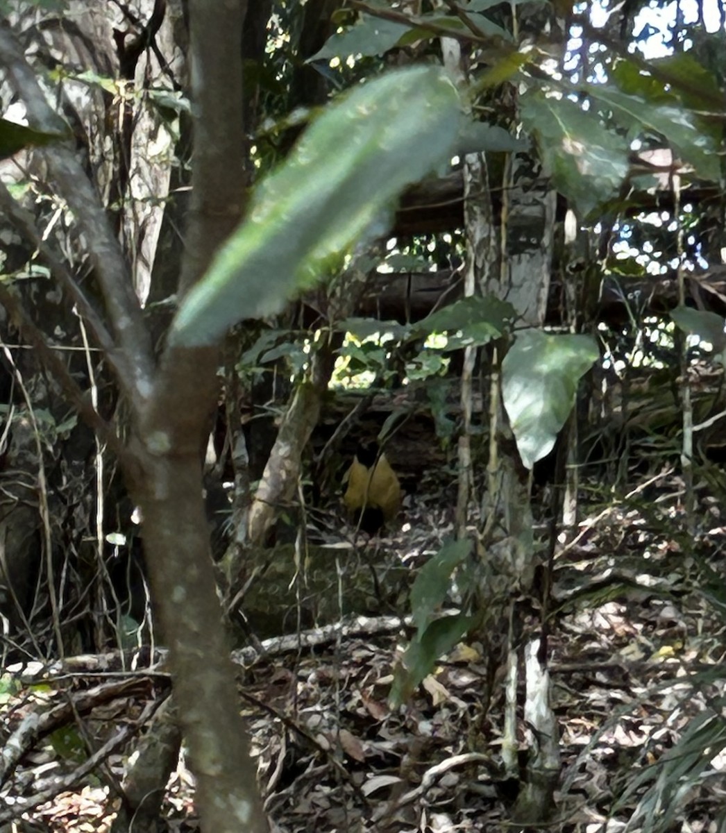 Noisy Pitta - ML642419158