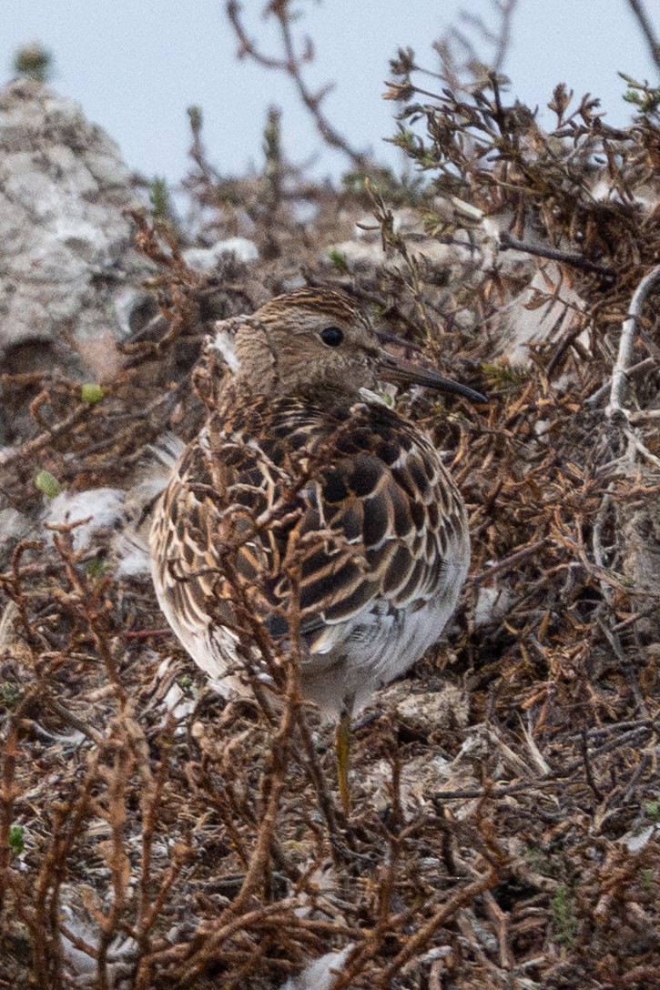Pectoral Sandpiper - ML642419159