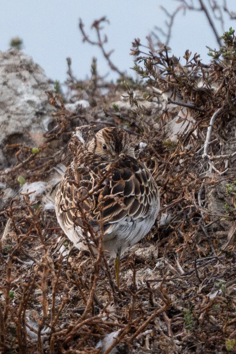 Pectoral Sandpiper - ML642419160