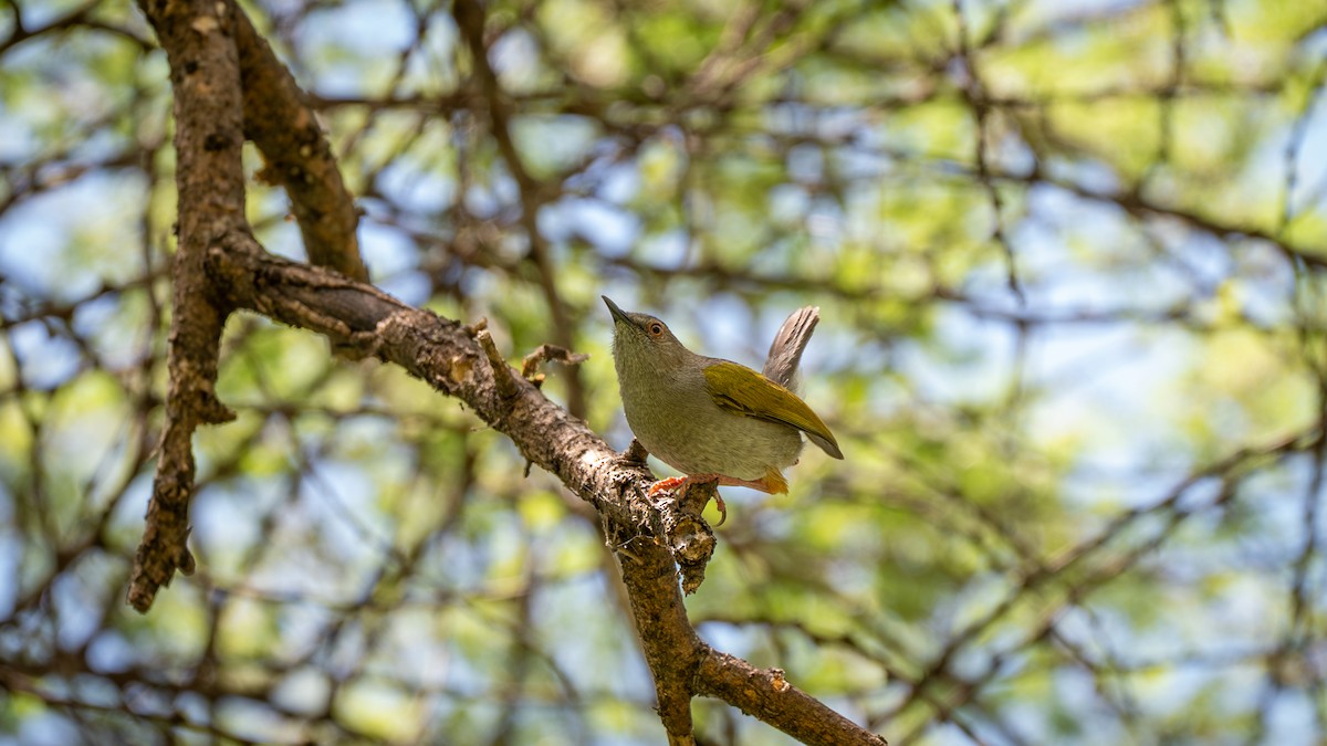 Green-backed Camaroptera (Gray-backed) - ML642419167