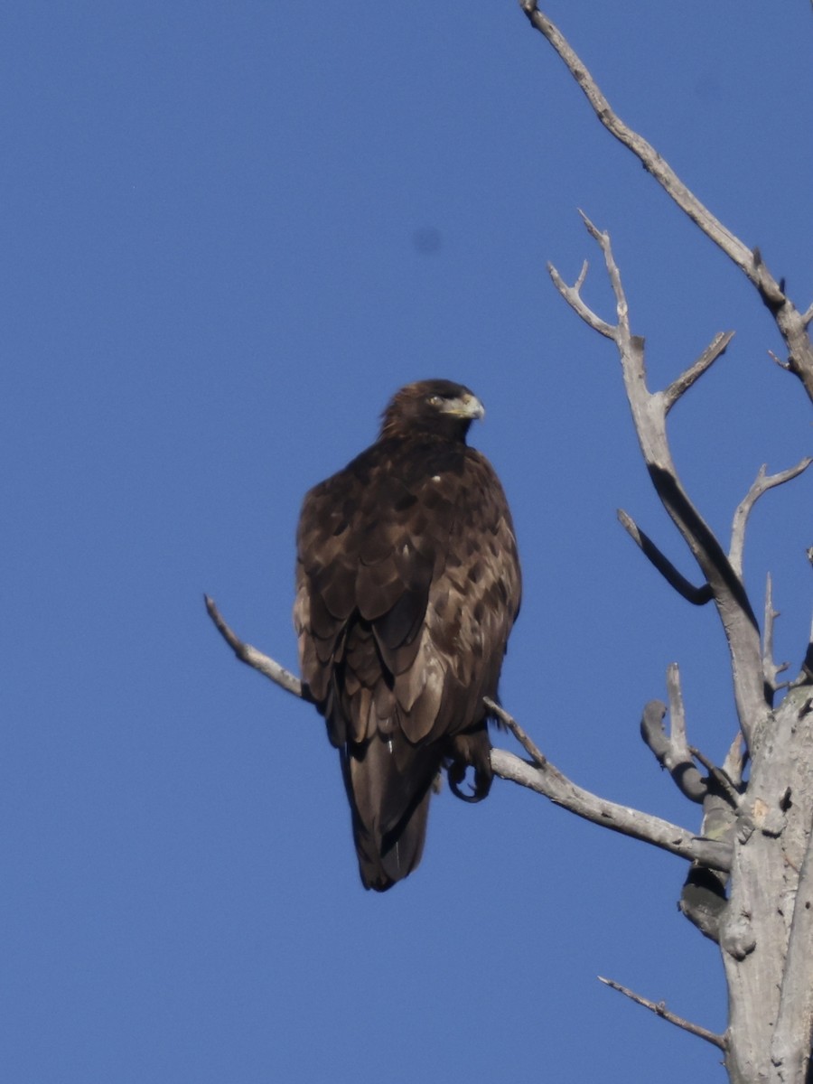 Aquila reale - ML642419168