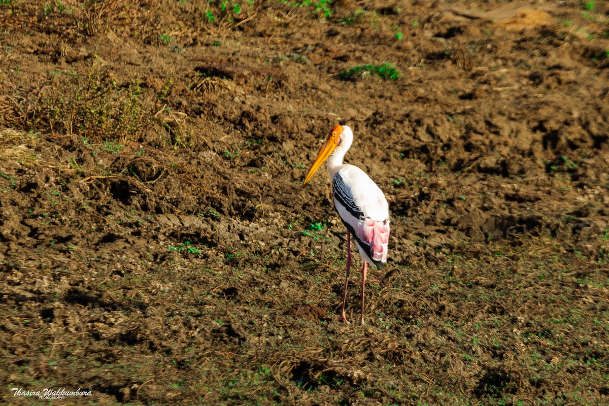Painted Stork - ML642419173