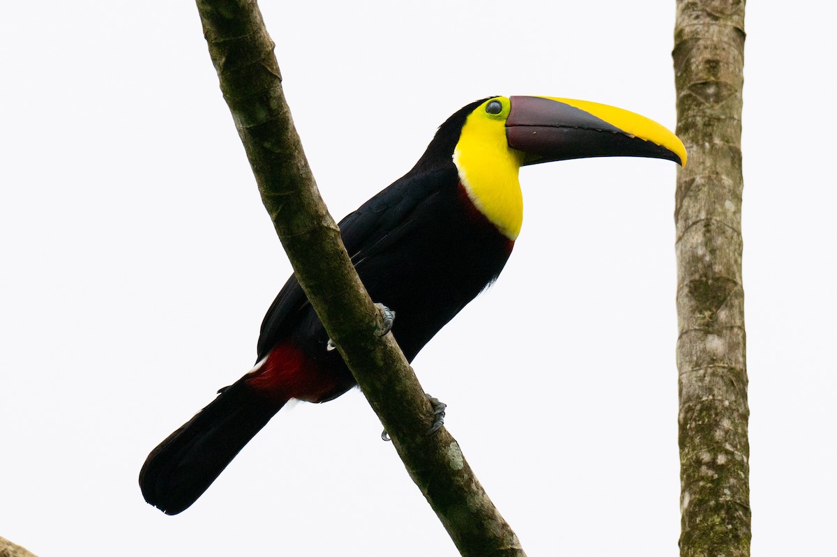 Yellow-throated Toucan - ML642419175