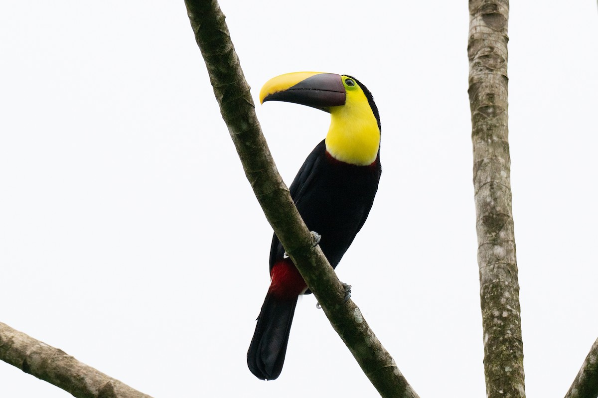 Yellow-throated Toucan - ML642419176