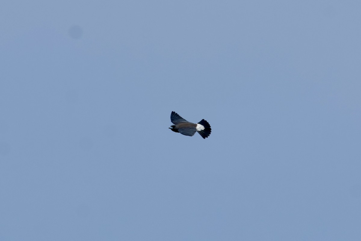 White-breasted Woodswallow - ML642419177