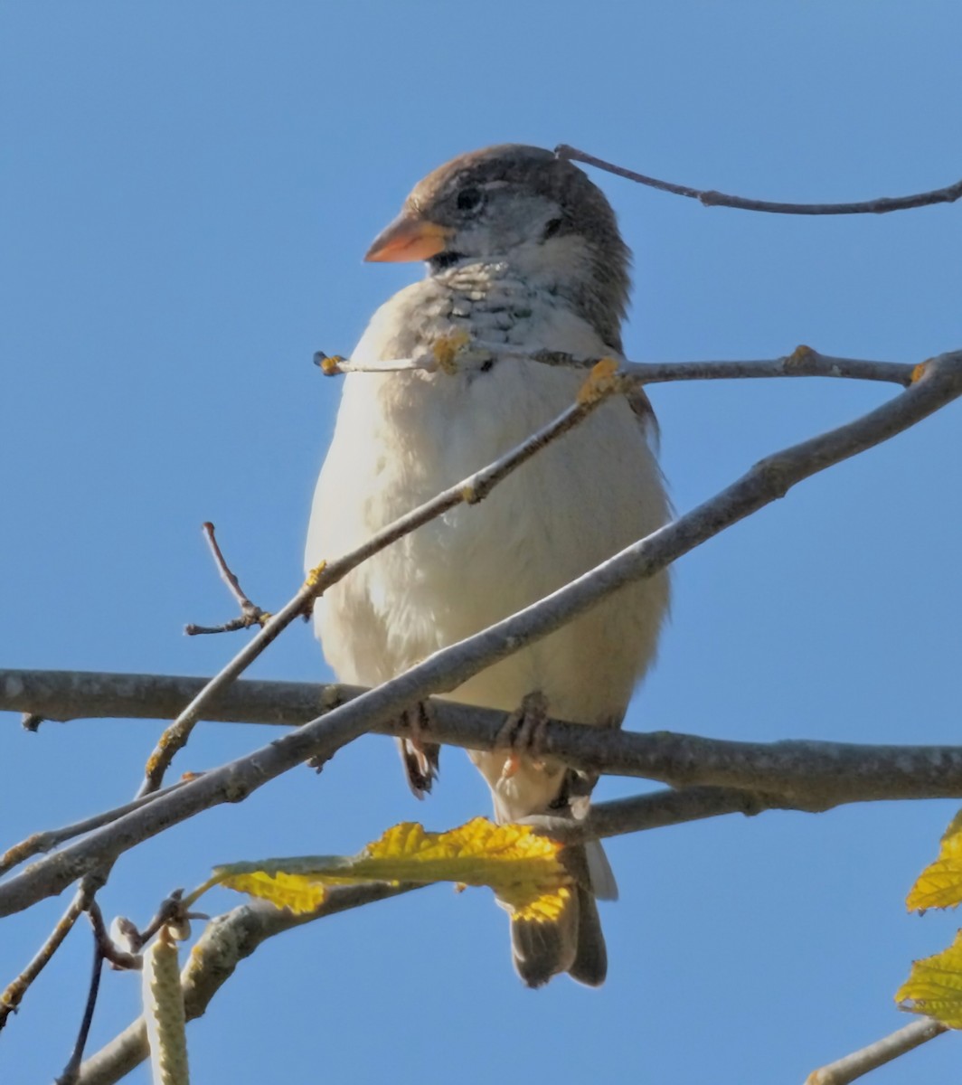 Passera oltremontana - ML642419179