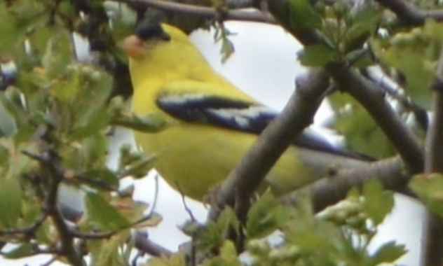 American Goldfinch - ML642419182