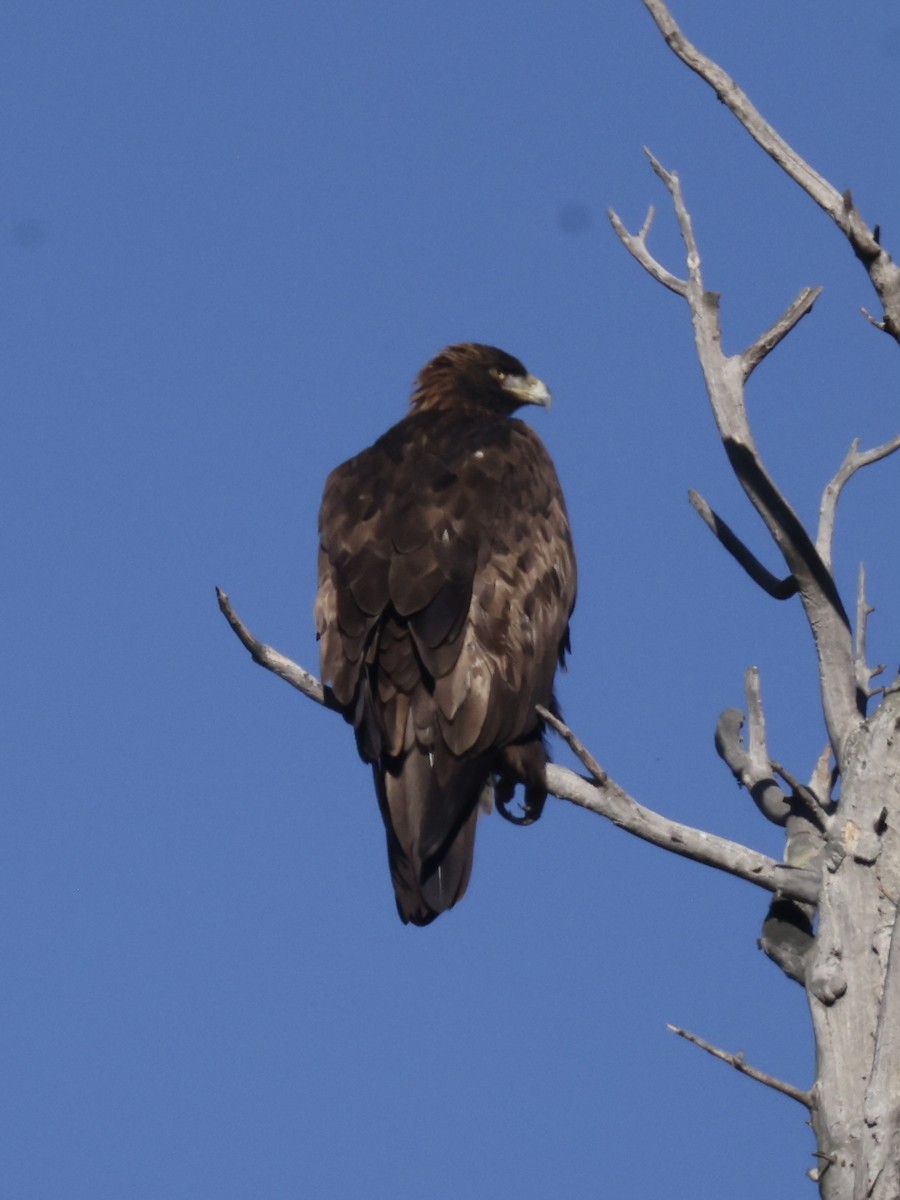 Aquila reale - ML642419186