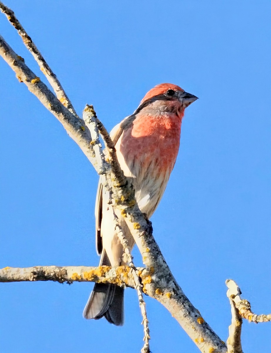 House Finch - ML642419187