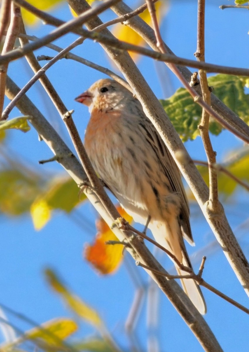 House Finch - ML642419188