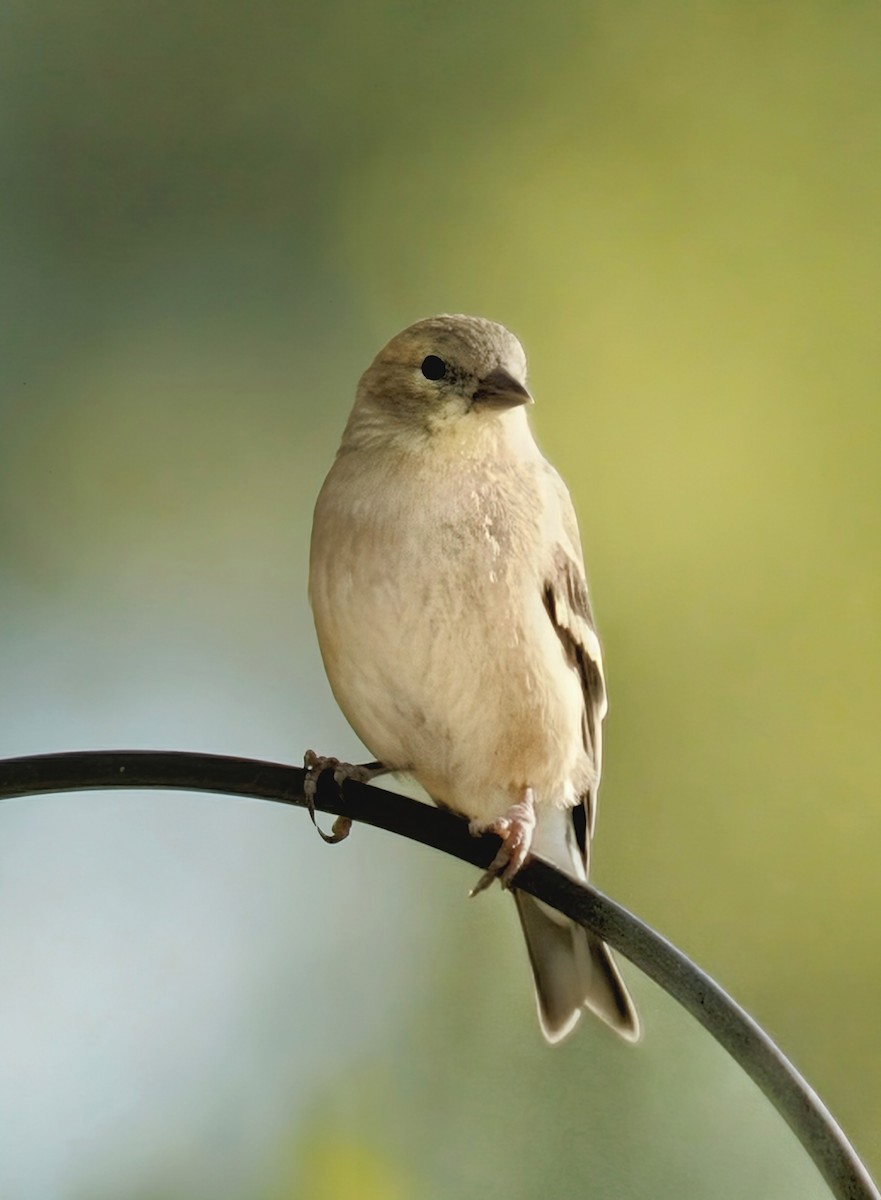 American Goldfinch - ML642419189