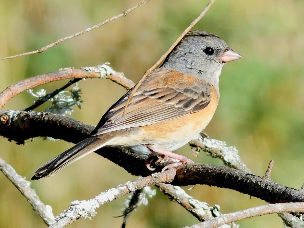 Dark-eyed Junco - ML642419193