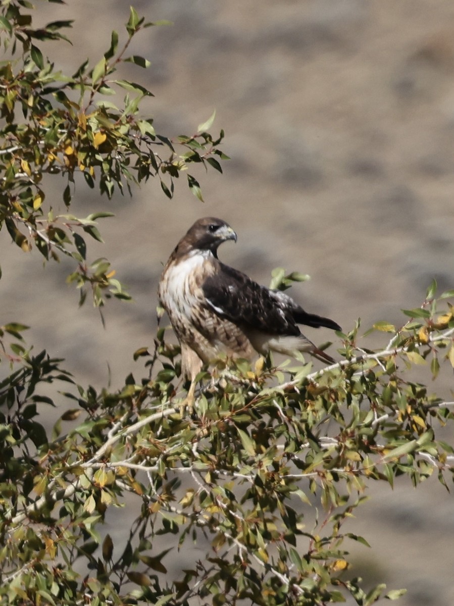 Poiana codarossa - ML642419194