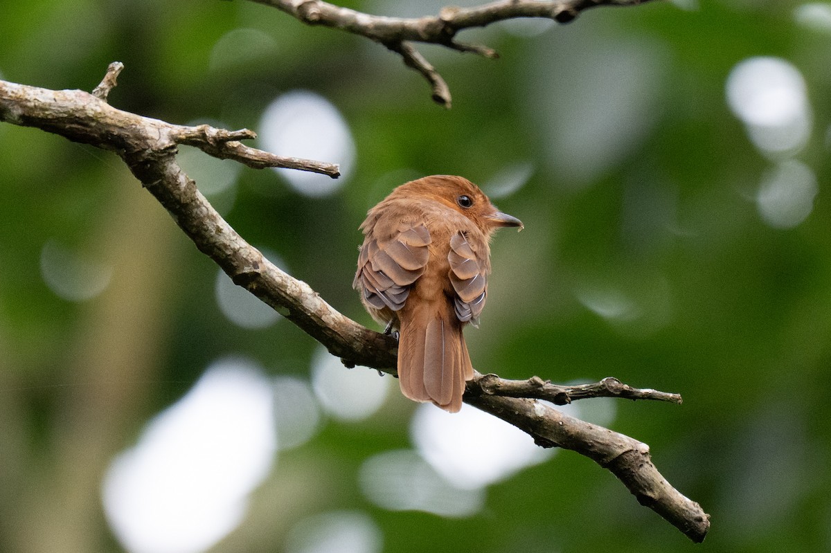 Rufous Mourner - ML642419195