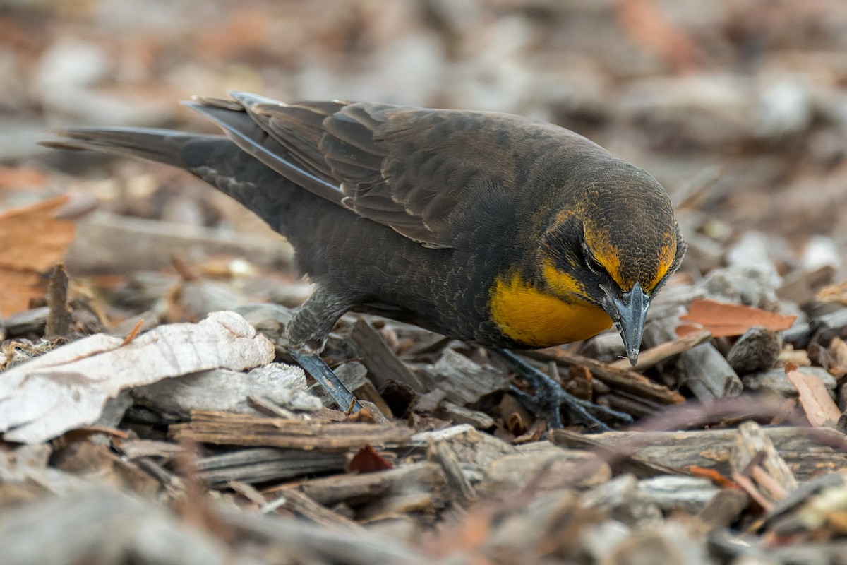 Yellow-headed Blackbird - ML642419201